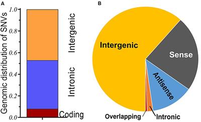 Significance of Single-Nucleotide Variants in Long Intergenic Non-protein Coding RNAs